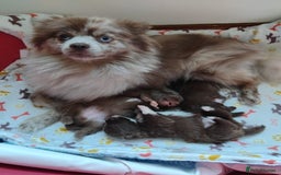 Pomeranian dogs for sale: Pomeranian puppies  - Image 10