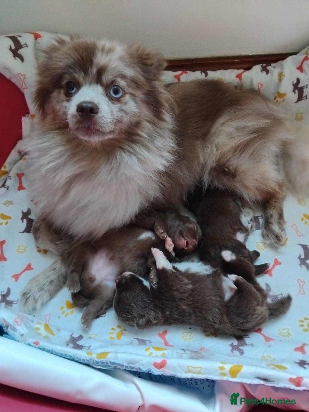 Pomeranian dogs for sale: Pomeranian puppies  - Image 10