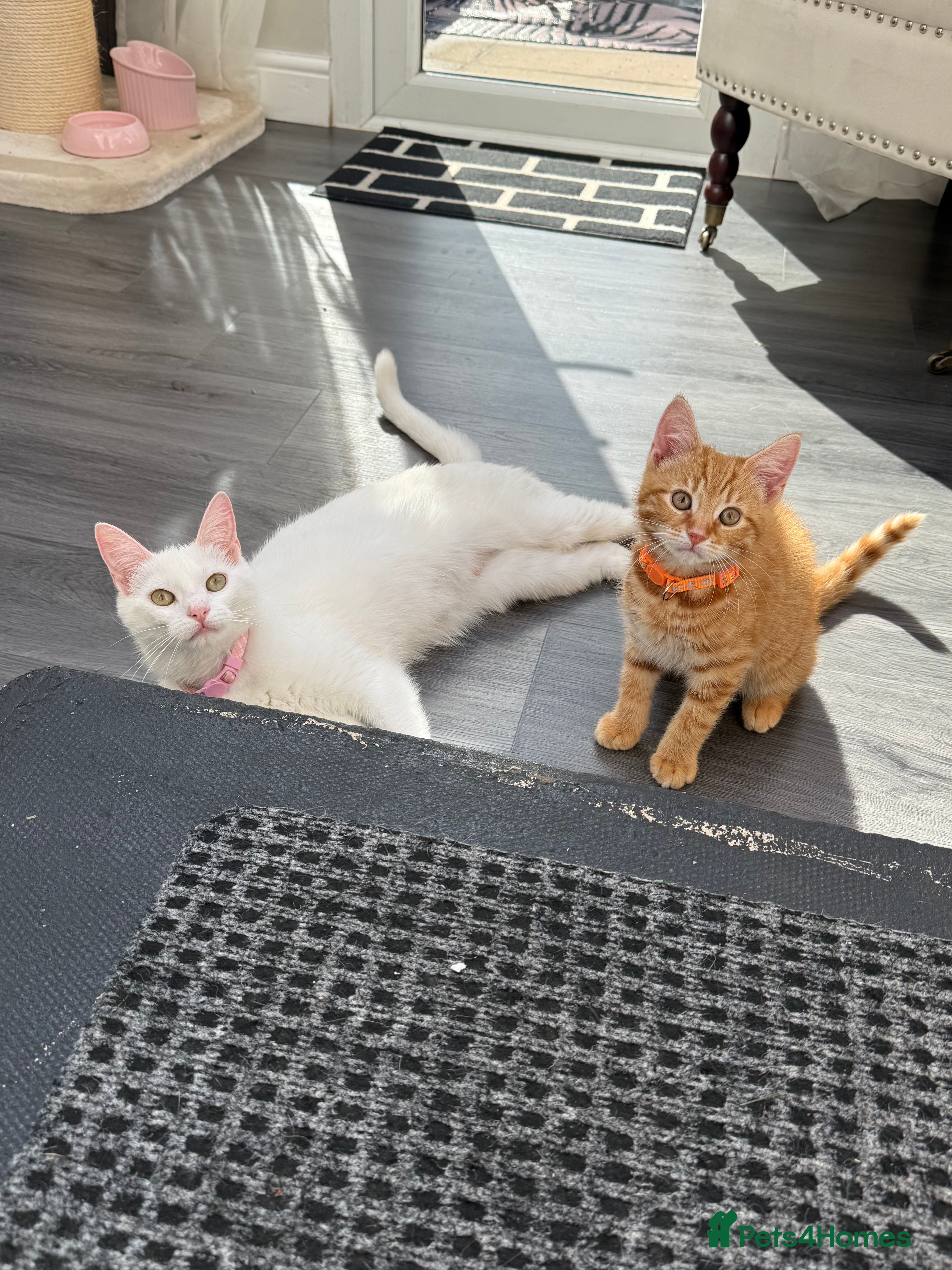 Mixed Breed cats for sale: ** ginger male **  - Advert 2
