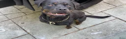Mixed Breed dogs for sale: Rottweiler x Rottweiler x Akita  - Advert 2