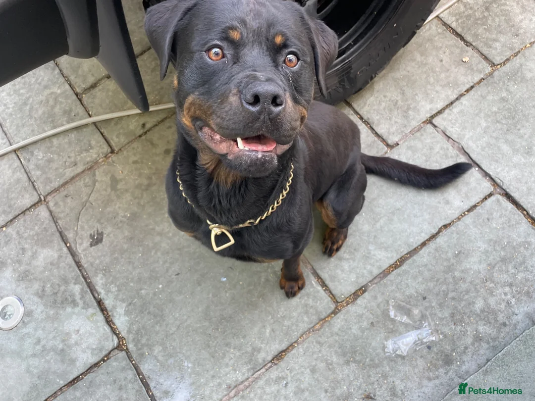 Mixed Breed dogs for sale: Rottweiler x Rottweiler x Akita  - Advert 2