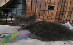 Maine Coon cats for sale: Maine coon purebred pedigre xl active in Barnsley - Image 22