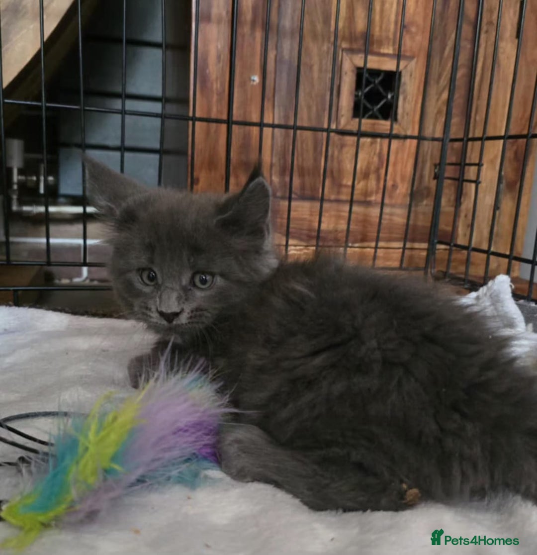 Maine Coon cats for sale: Maine coon purebred pedigre xl active in Barnsley - Image 22