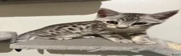 Mixed Breed cats for sale: Maine Coon x Bengal Kitten - Advert 13