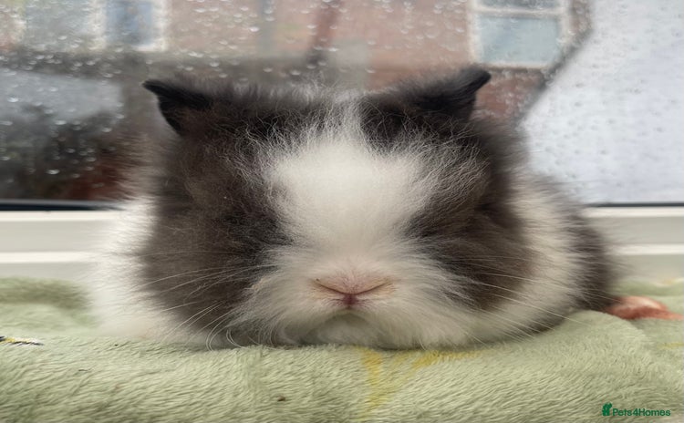 Lionhead rabbits Beautiful DM lion head 🐰💙 ready this weekend 💙 - Advert 1