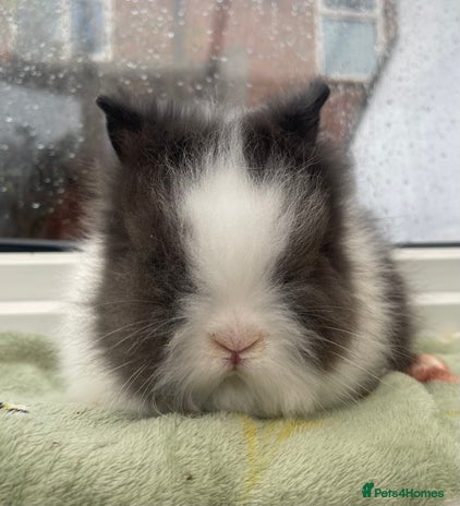 Lionhead rabbits Beautiful DM lion head 🐰💙 ready this weekend 💙 - Advert 1