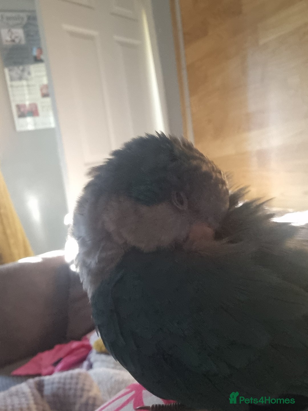 Parakeets birds for sale: 13 week old blue quaker parrot for sale  - Image 3