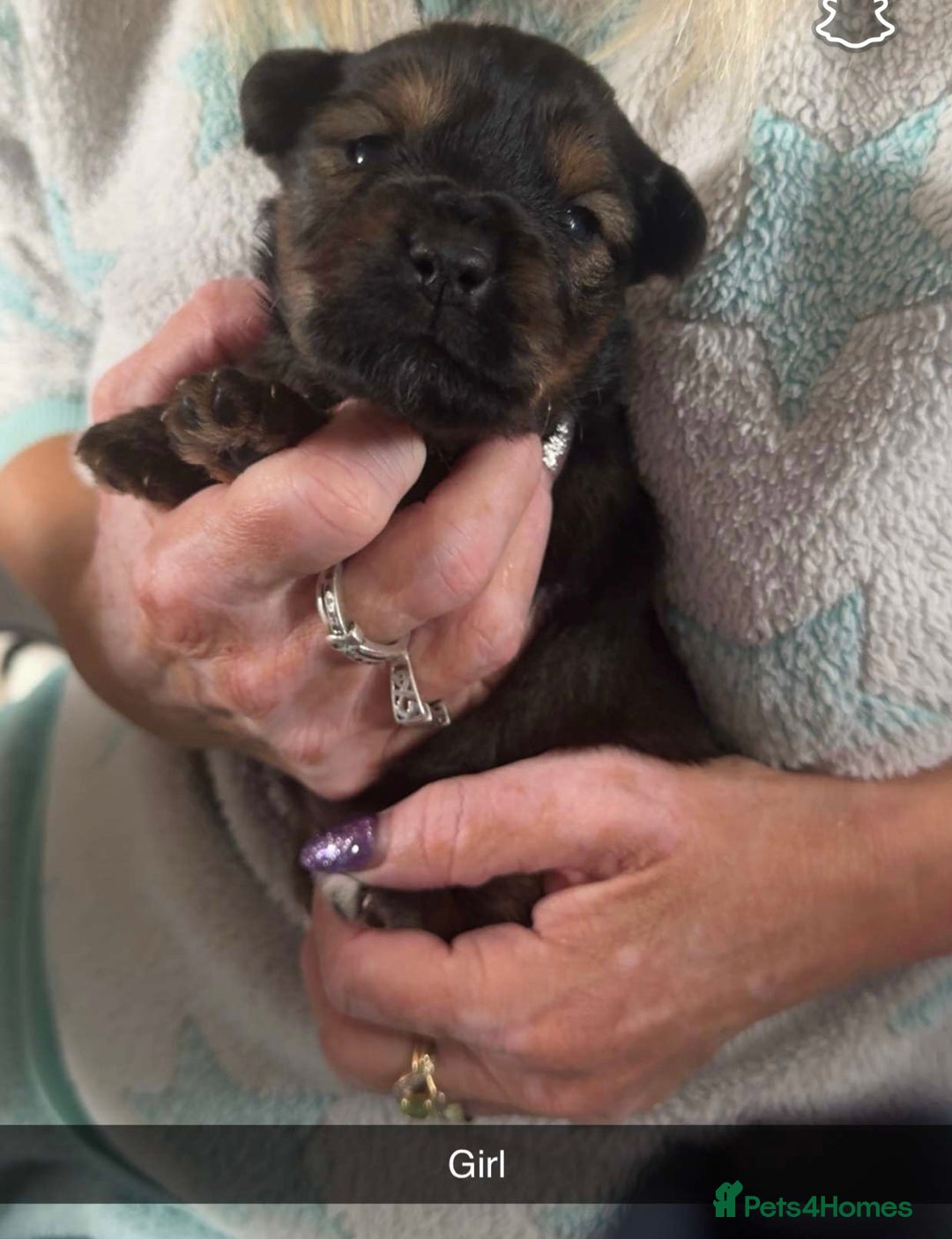 Mixed Breed dogs for sale: Jack Russel cross puppies  - Image 2