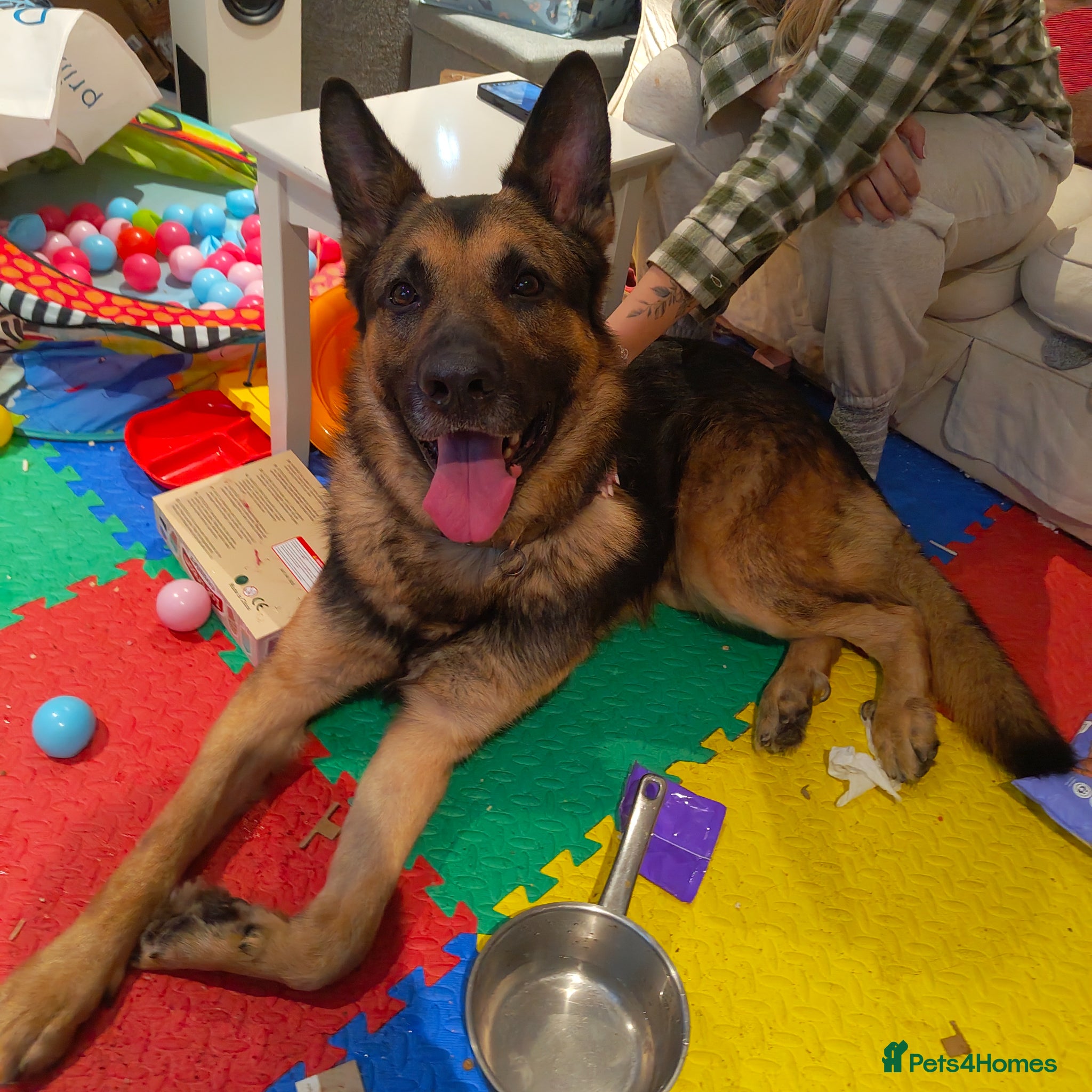 German Shepherd dogs 4 year old male German shepherd - Advert 5
