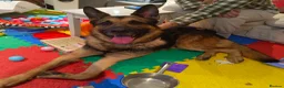 German Shepherd dogs for sale: 4 year old male German shepherd - Advert 1