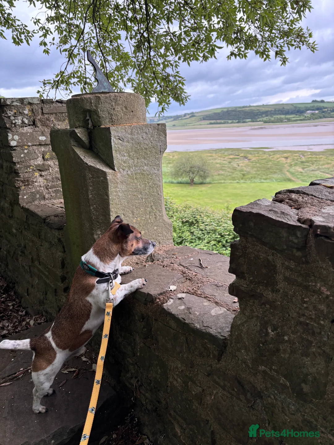 Jack Russell dogs for stud: Jack Russell Stud Available - Advert 3