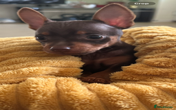 Russian Toy Terrier dogs for sale: For sale KC puppies - Image 25