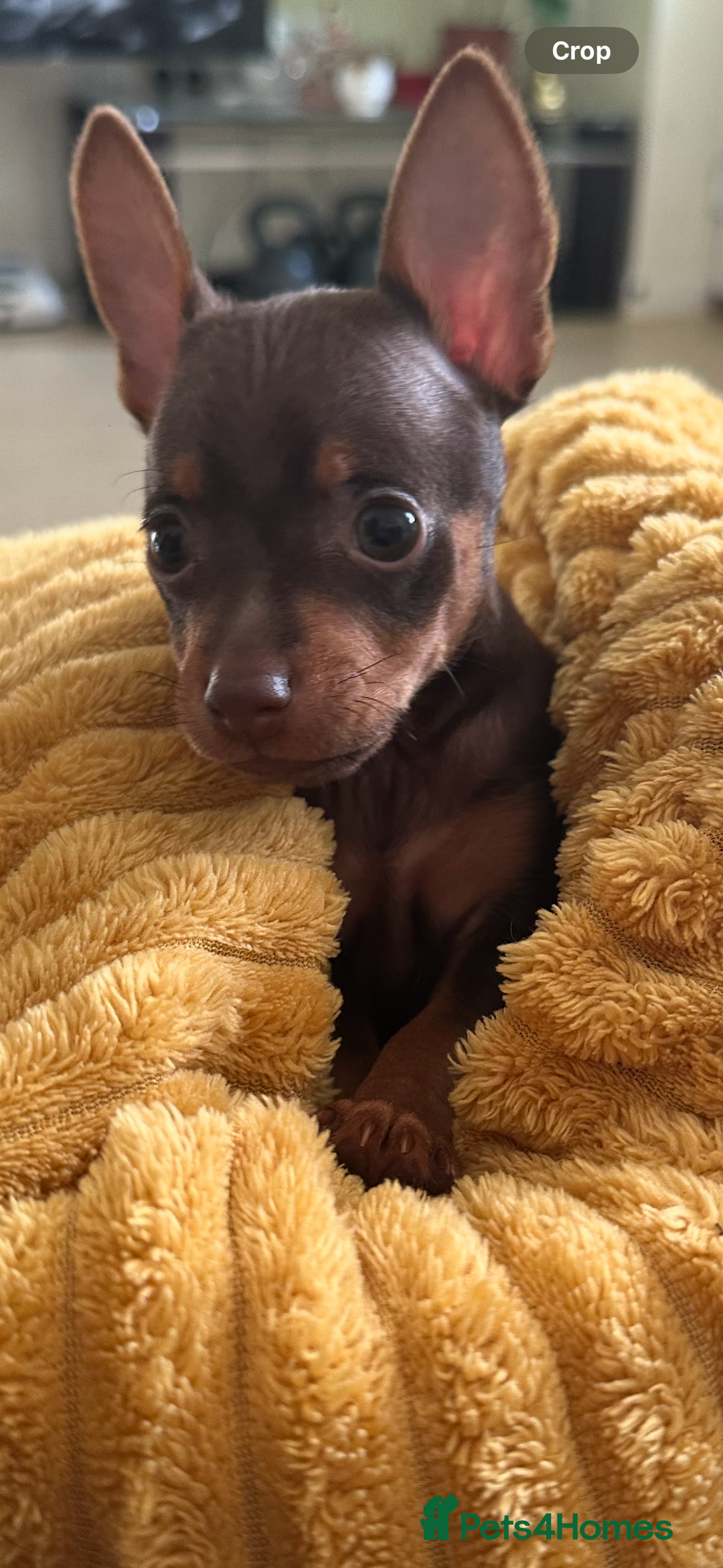 Russian Toy Terrier dogs for sale: For sale KC puppies - Image 25