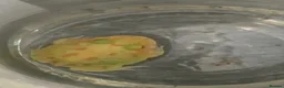 Frog reptiles for sale: Pac-Man Frogs cb26  - Advert 6