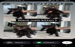 Mixed Breed cats for sale: White / Odd eye / black  Russian mix kittens /  - Image 21