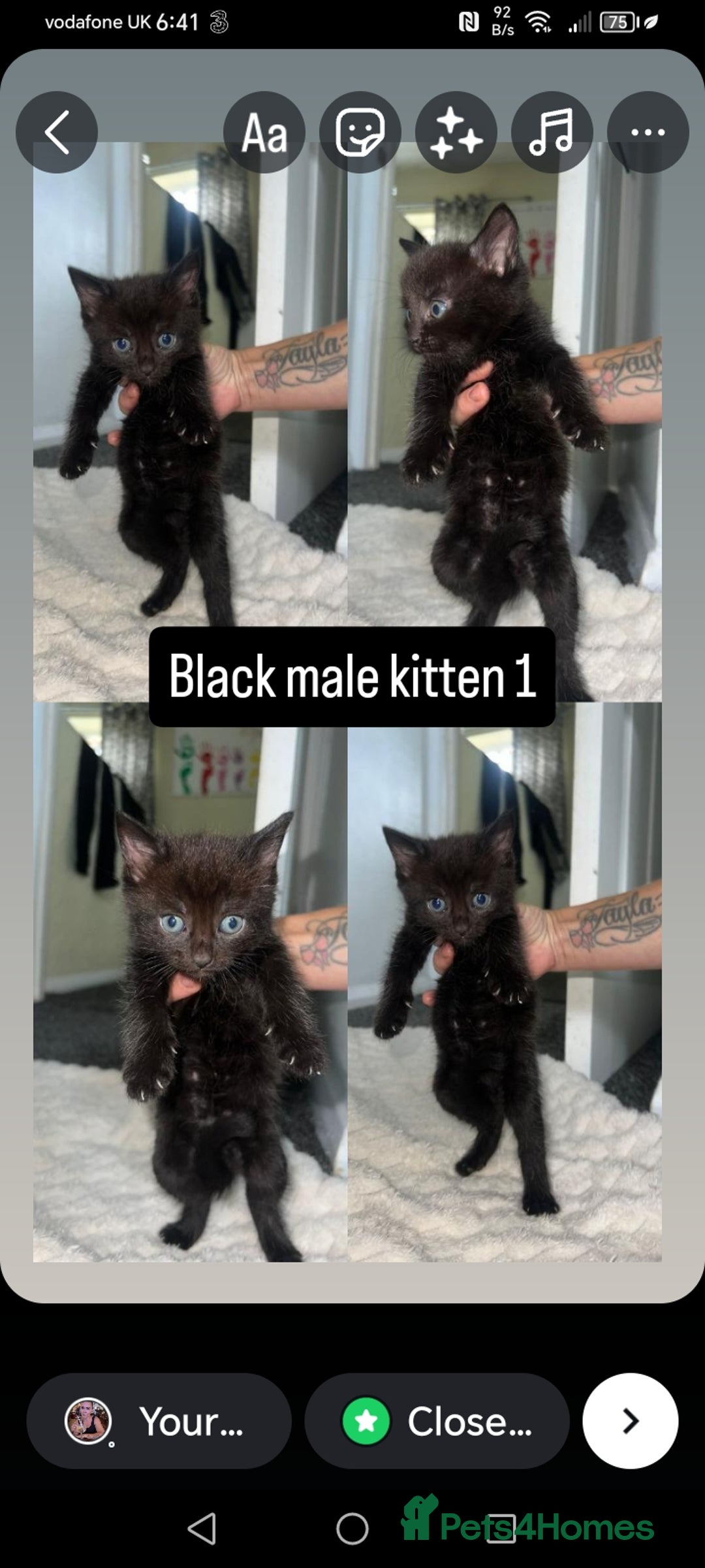 Mixed Breed cats for sale: White / Odd eye / black  Russian mix kittens /  - Image 21