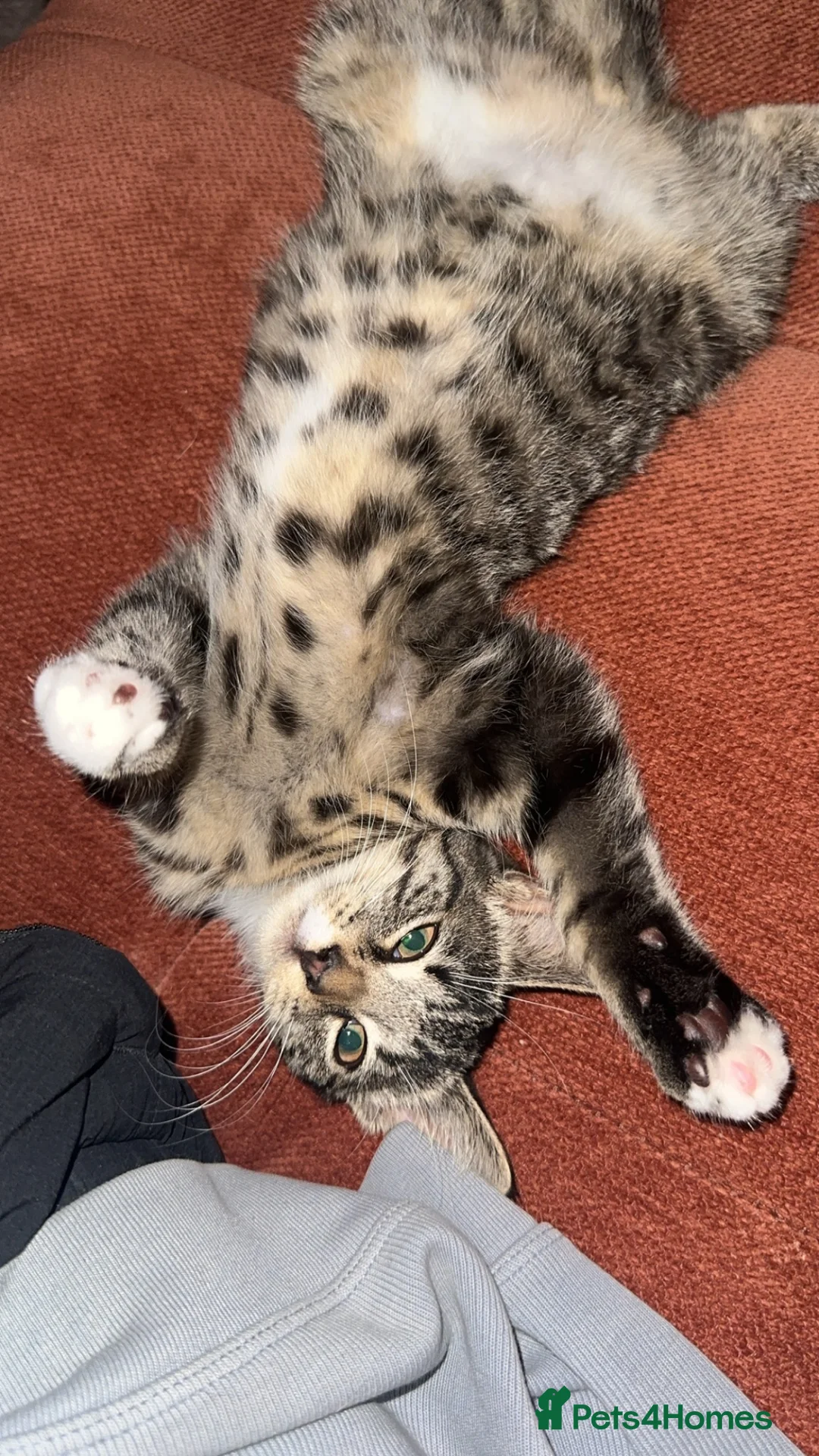 Mixed Breed cats for sale: Friendly Tabby Shorthair Cat for Sale 🐱 in Leicester - Advert 6