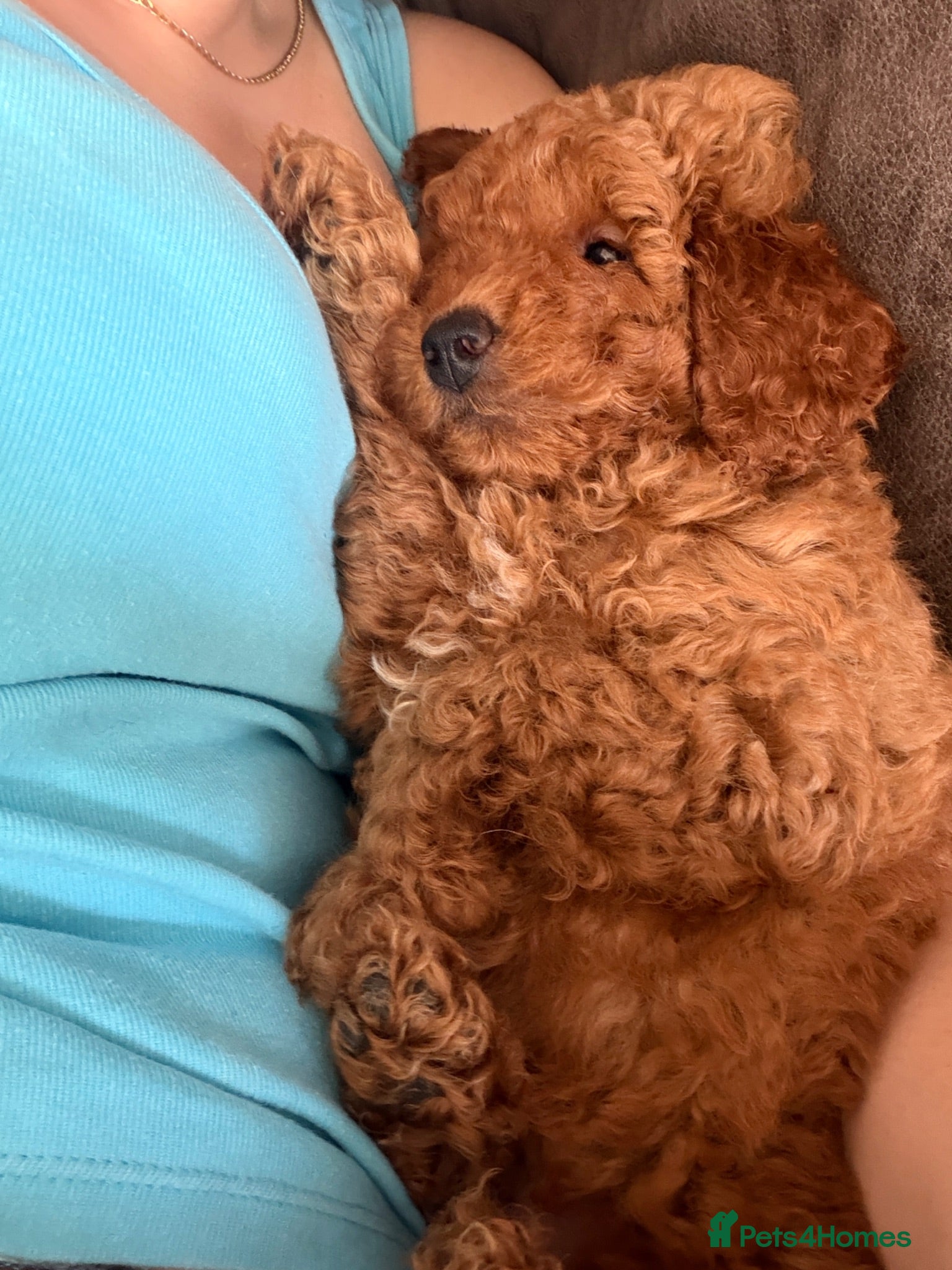 Toy Poodle dogs KC REGISTERED toy poodle puppies - Advert 2