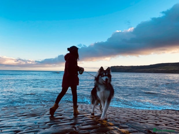 Alaskan Malamute dogs in Leeds - Advert 1