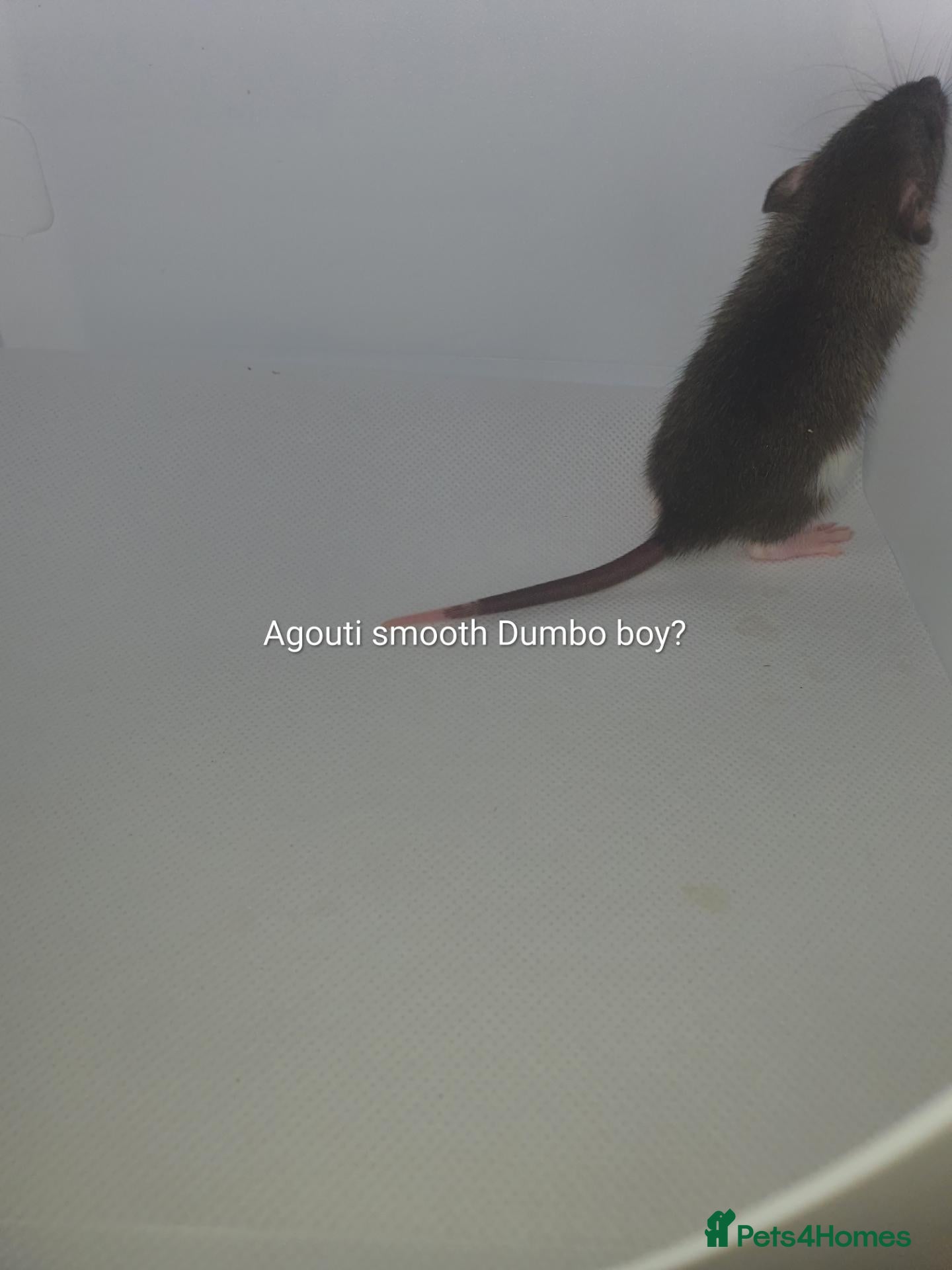 Rat rodents Rat kits for sale - Advert 2