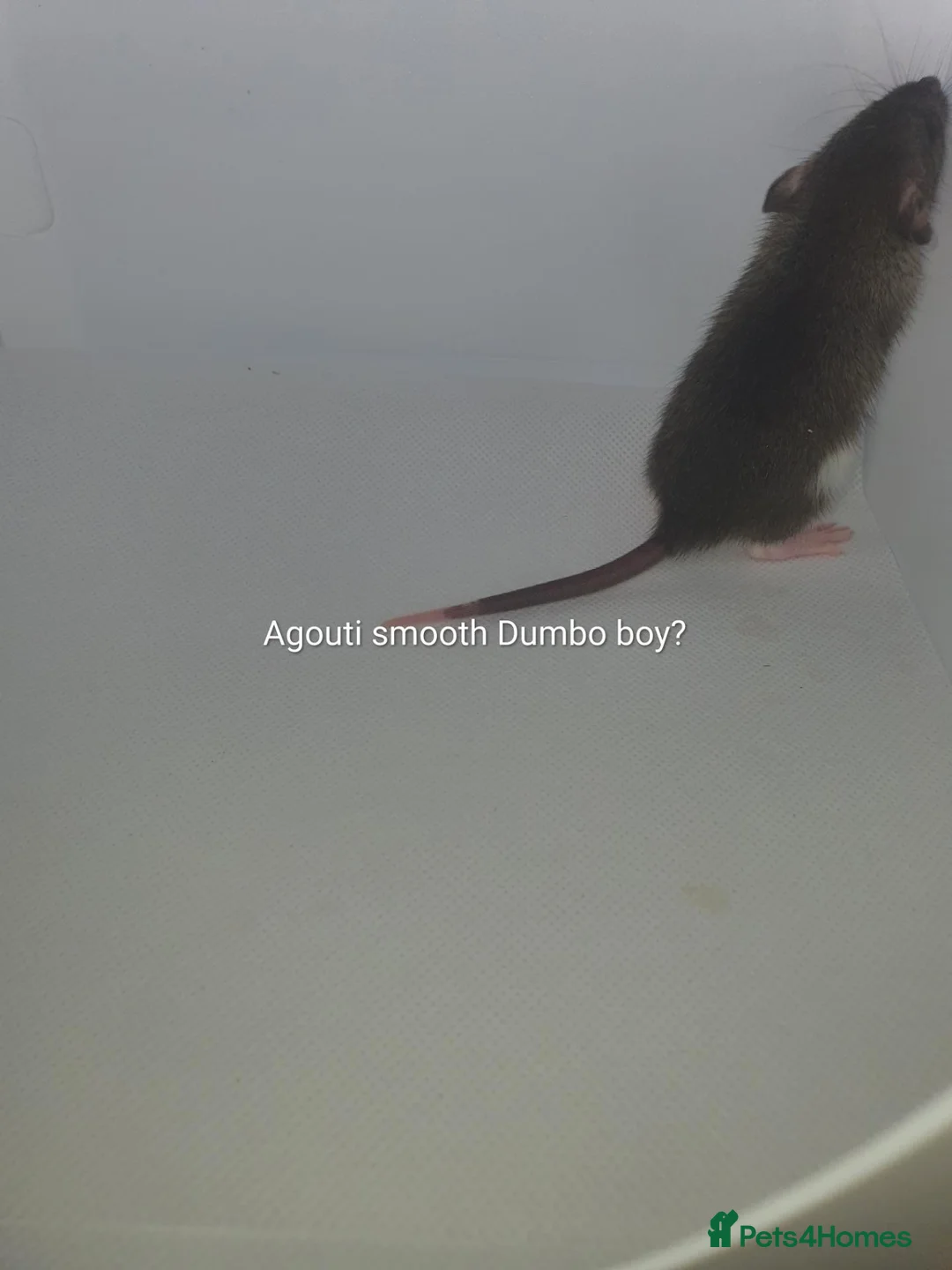 Rat rodents for sale: Rat kits for sale - Advert 2