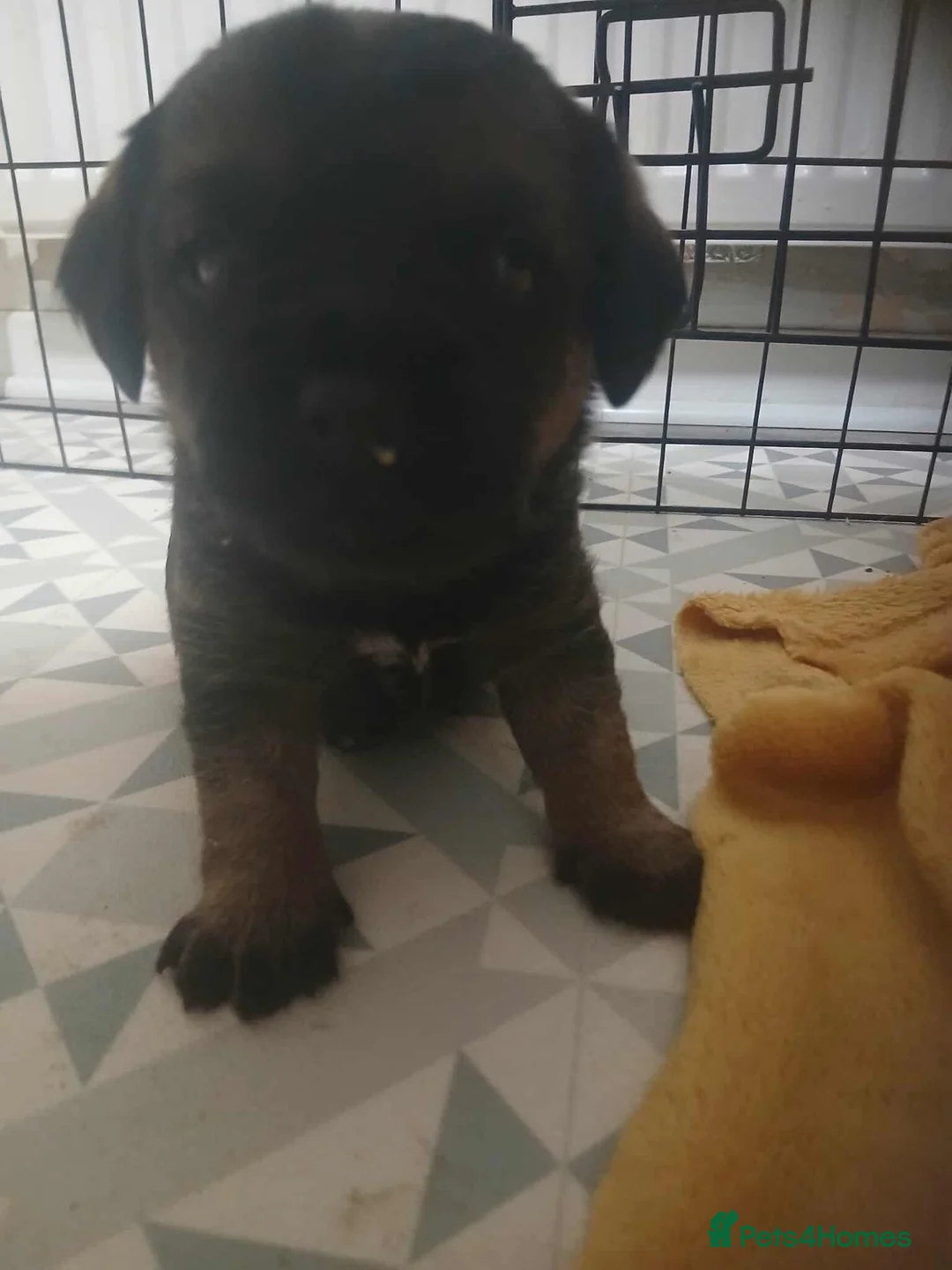 Border Terrier dogs for sale: Border terrier pups - Advert 3