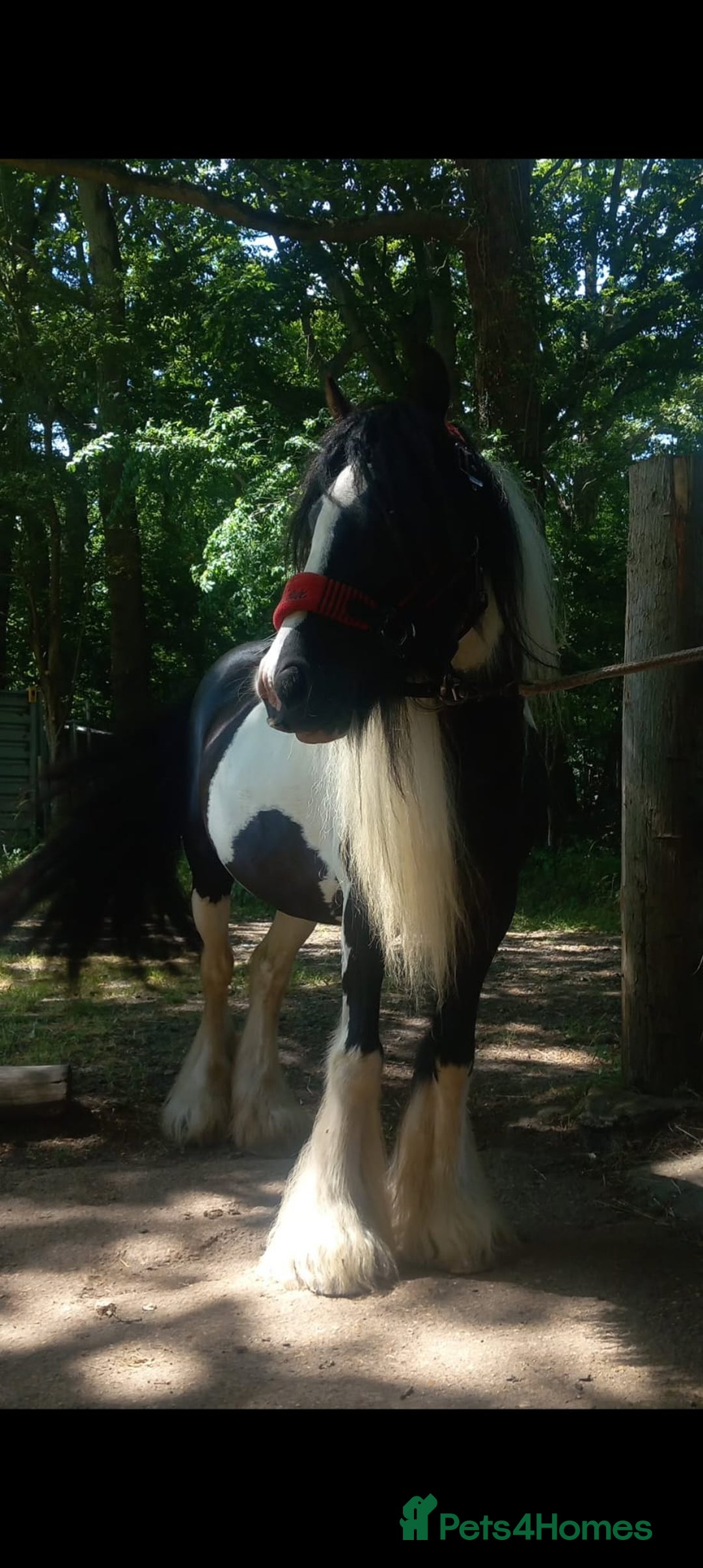 Other Breed horses for sale: lovely little mare  - Image 4