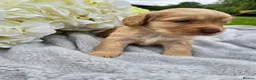 Cocker Spaniel dogs for sale: Farm raised working cocker spaniel puppies  - Advert 10