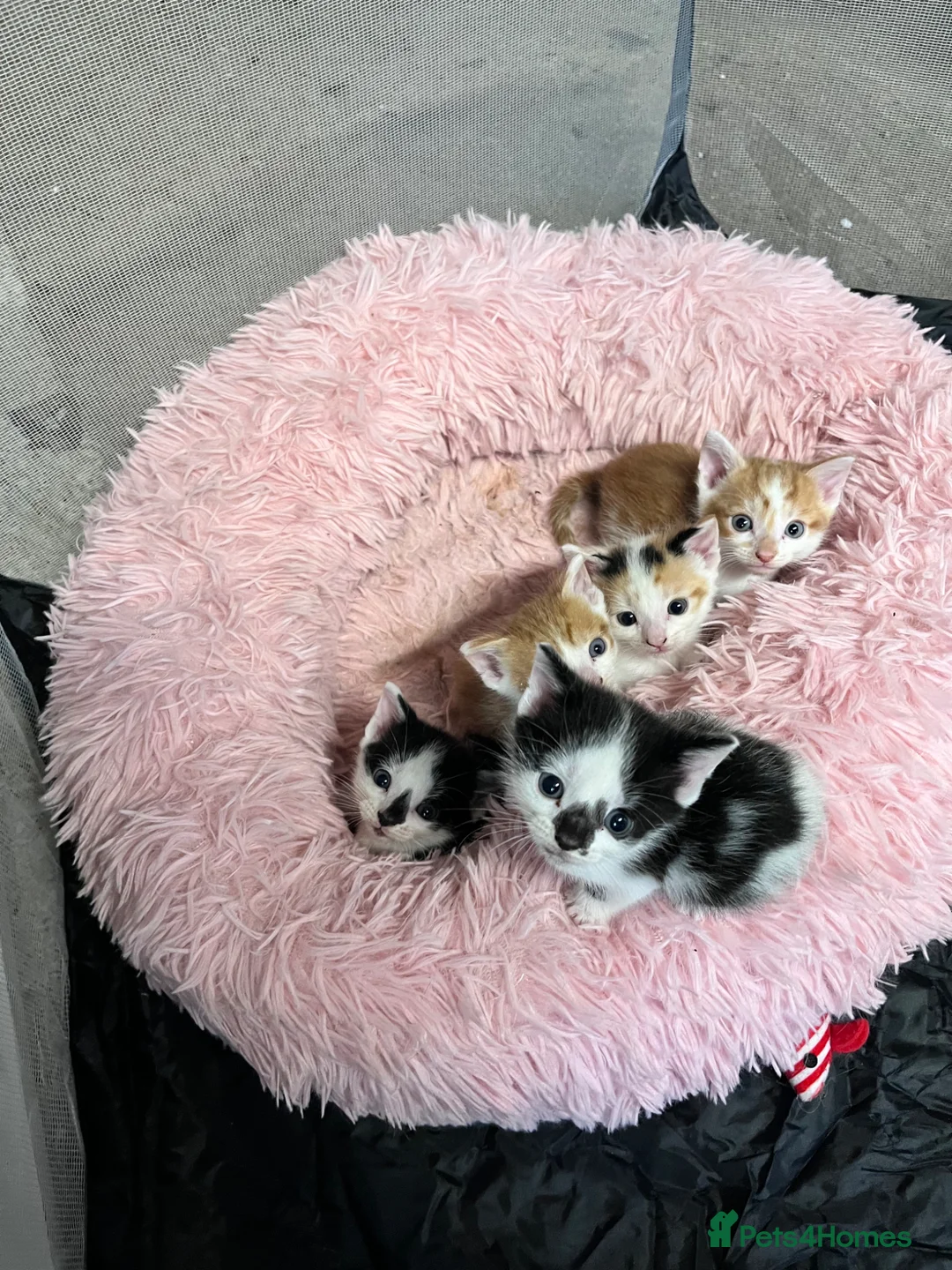Mixed Breed cats for sale: 2 lovely kittens left  in King's Lynn - Advert 2
