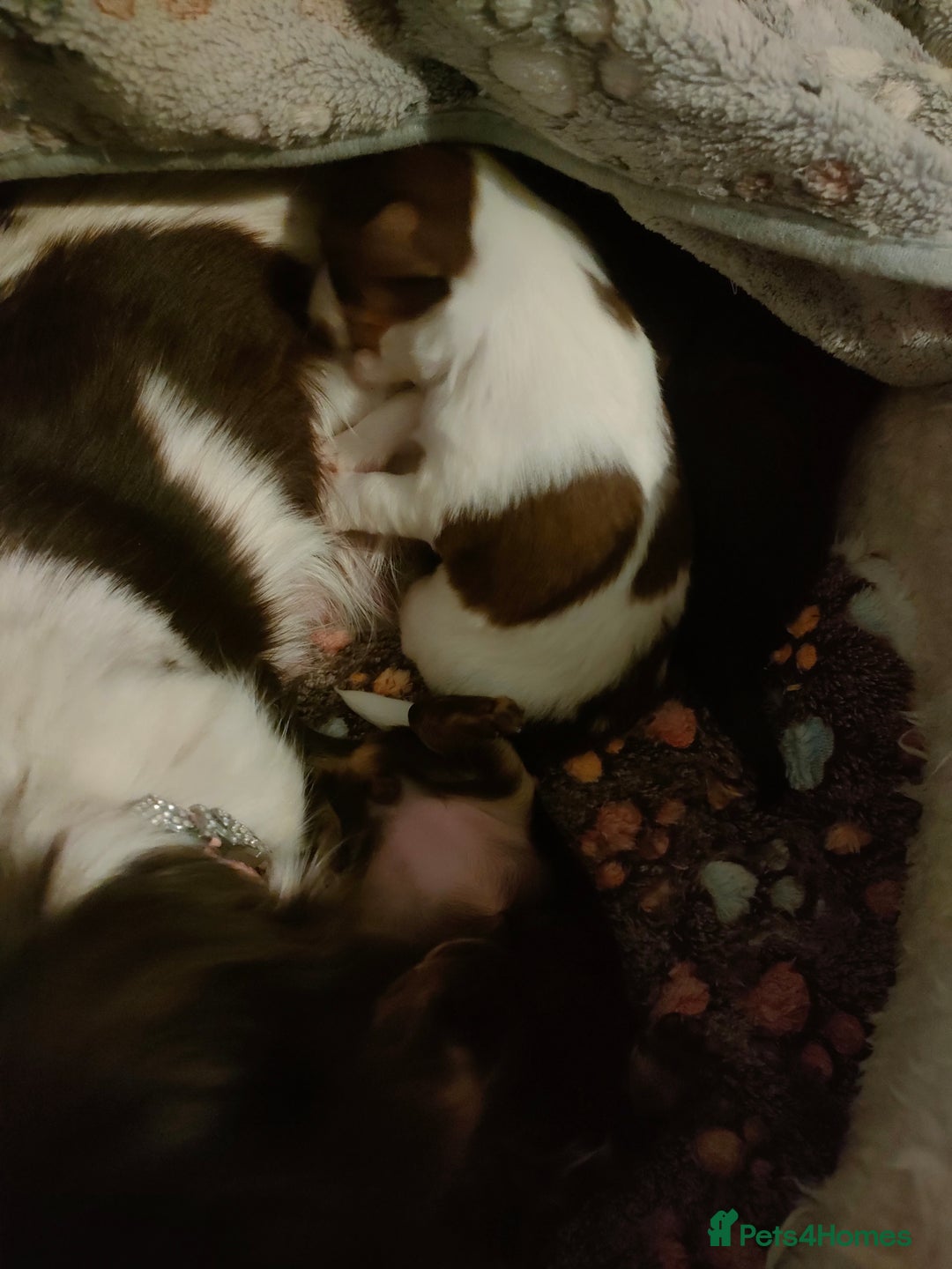 Chihuahua dogs for sale: Chihuahua puppies for sale - Advert 10