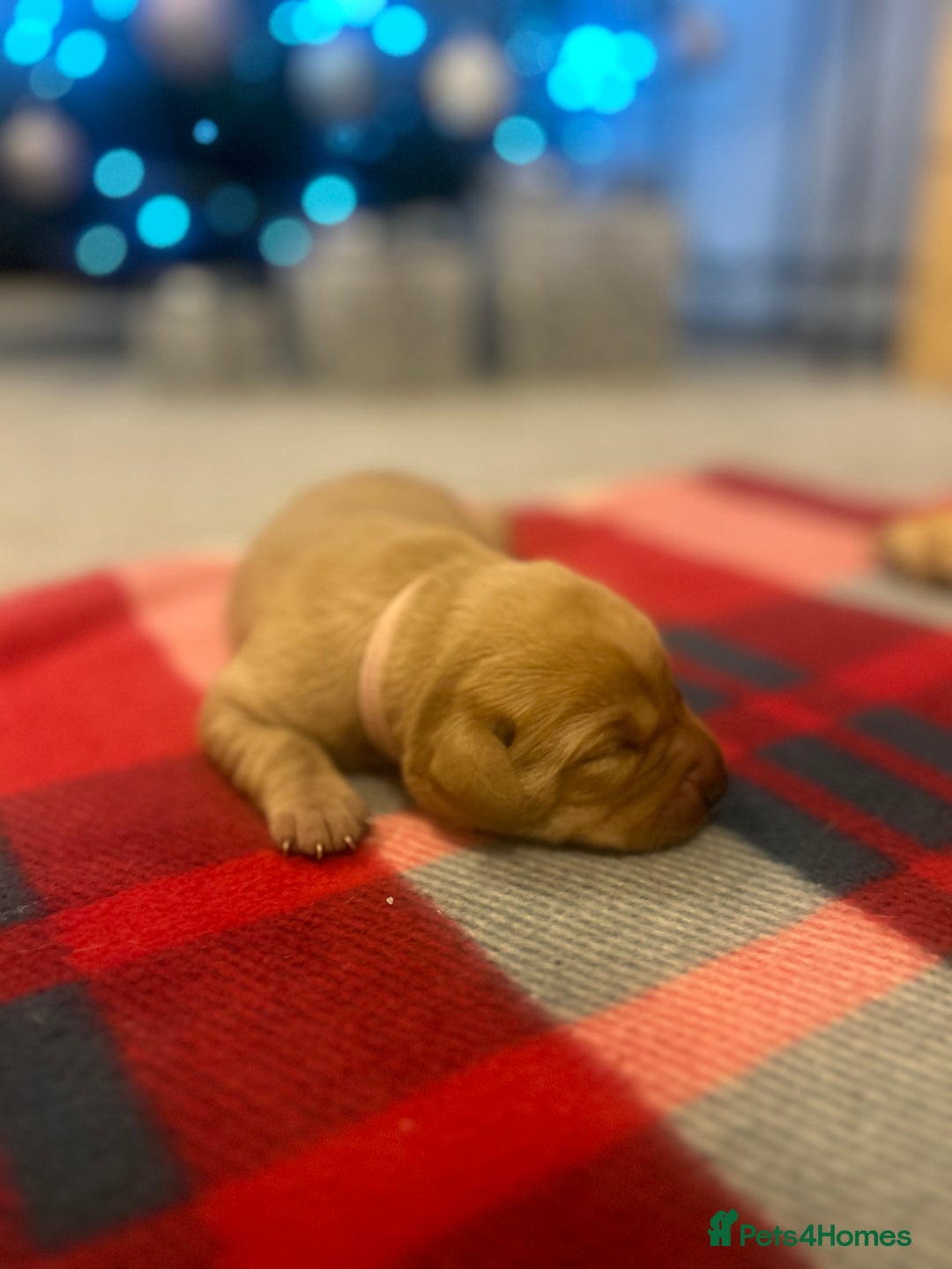 Labrador Retriever dogs for sale: Labrador puppies for sale  - Advert 9