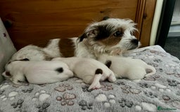 Mixed Breed dogs for sale: beautiful jack-Tzu puppies  - Image 1