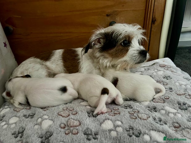 Mixed Breed dogs - Advert 4