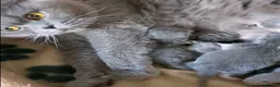 British Longhair cats for sale: Lovely Blue British Longhair girl - Registered - Advert 4