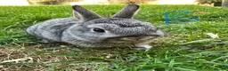 Netherland Dwarf rabbits for sale: Netherland Dwarf rabbits for sale  - Advert 5