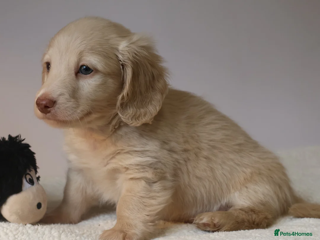 Miniature Dachshund dogs for sale: 5*Licensed+CREAMLONGHAIR+KCreg+PRACLEAR+Vetchecked - Advert 20