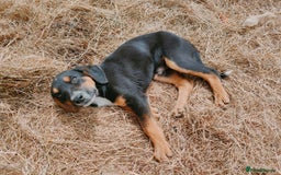 Huntaway dogs for sale: Male Huntaway Pups  - Image 3