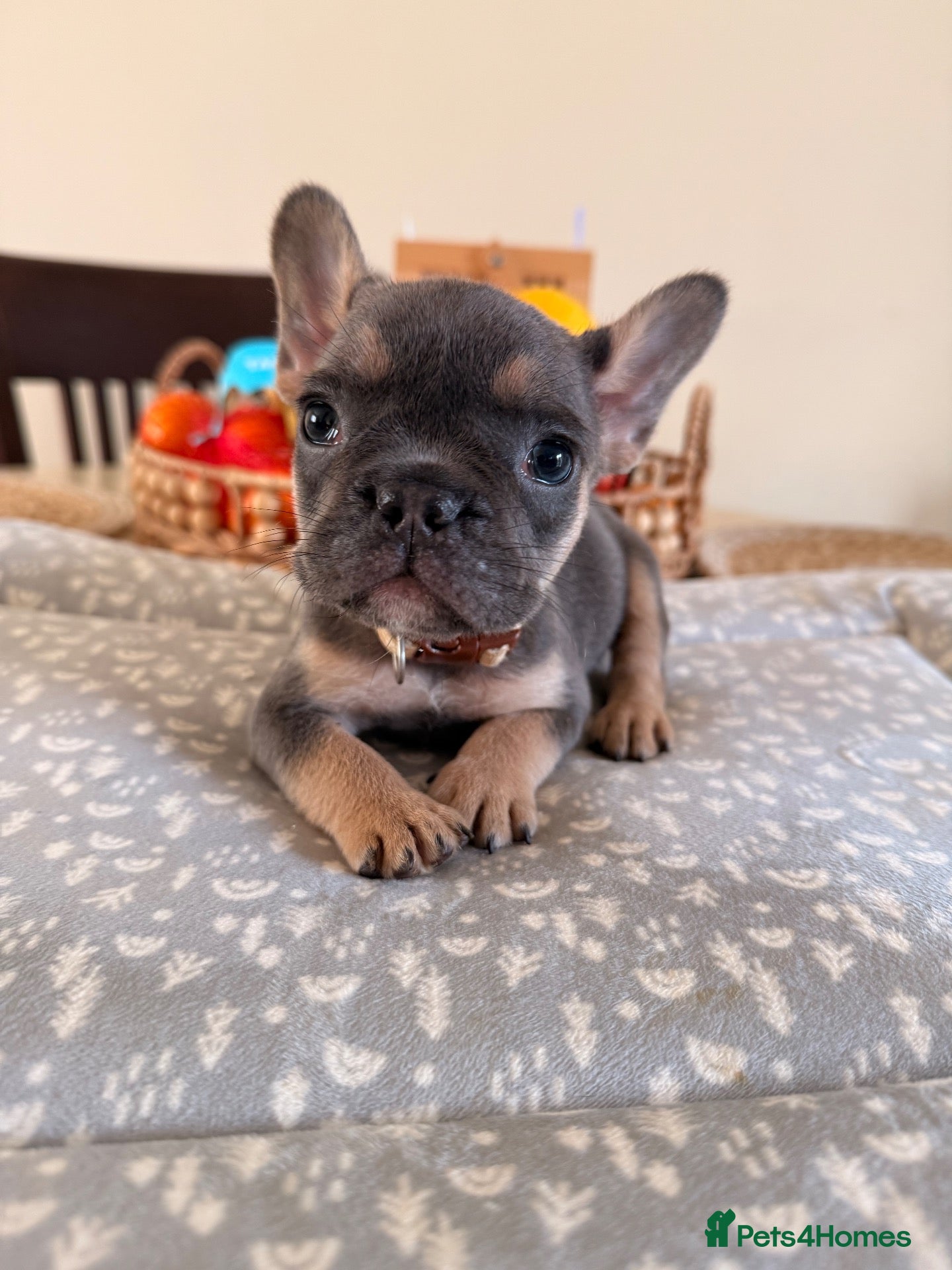 French Bulldog dogs 🌟Ready now KC Reg French Bulldog Puppies🌟 - Advert 5