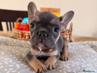 French Bulldog dogs 🌟Ready now KC Reg French Bulldog Puppies🌟 - Advert 5