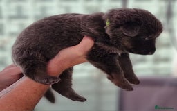 German Shepherd dogs for sale:  kc,health tested straight back german shepherd - Image 19