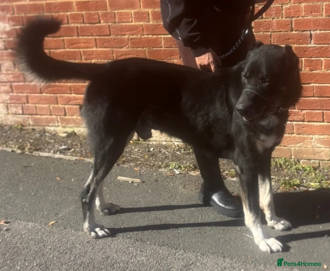 Turkish Kangal dogs for sale: 6 Year old Turkish Kangal in Marlborough - Advert 3