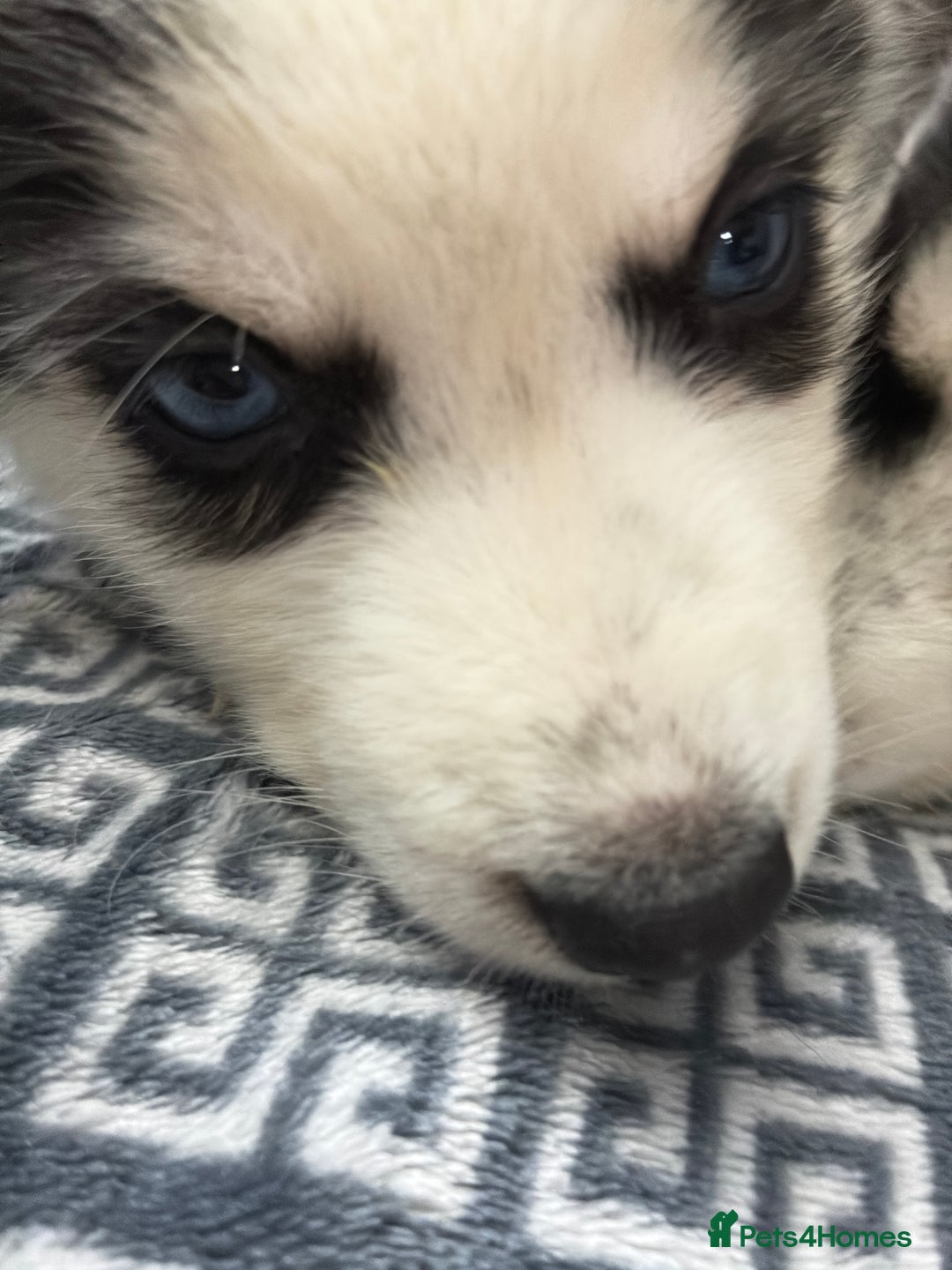 Siberian Husky dogs for sale: Pure Siberian huskies  - Advert 8