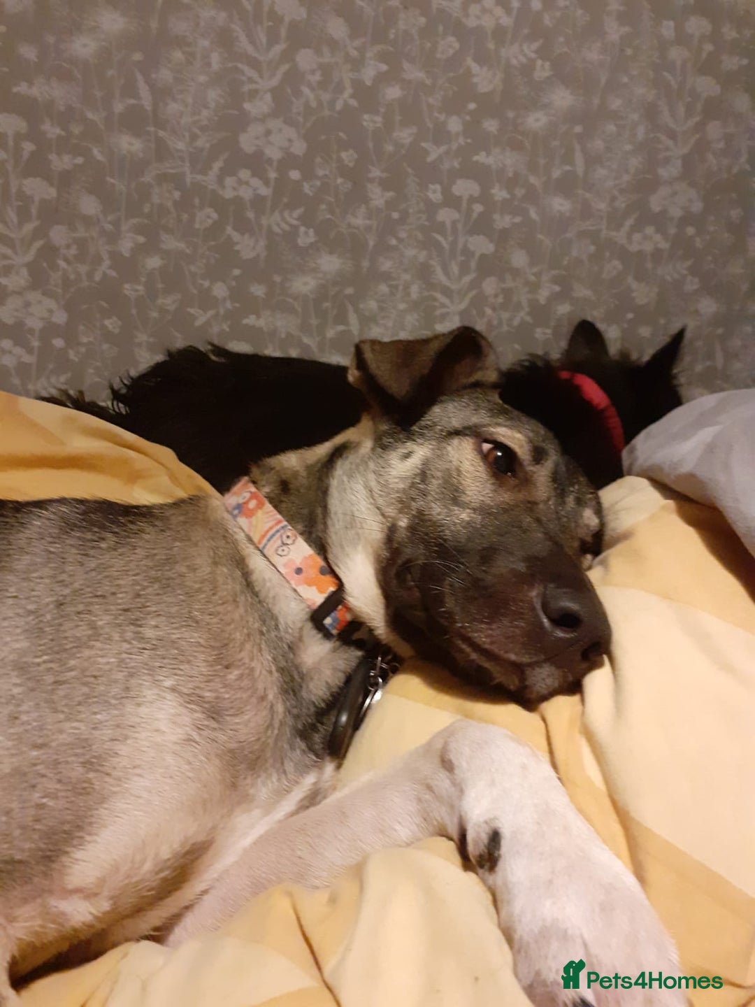 Mixed Breed dogs for sale: Meet Holly! - Advert 3