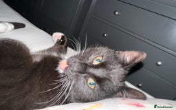 British Shorthair cats for sale: Male Cat for sale!  - Image 2