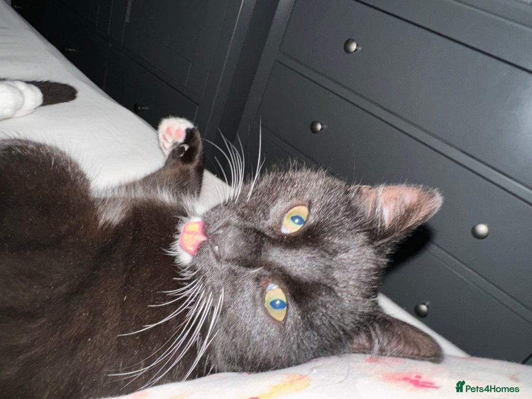 British Shorthair cats for sale: Male Cat for sale!  - Image 2