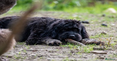 Cavapoo dogs - Advert 3