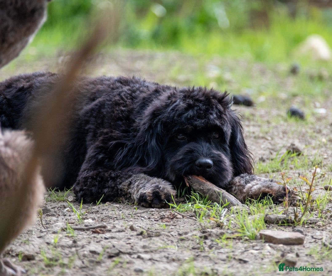 Cavapoo dogs for sale: F1B Cavapoo waiting list  - Image 2
