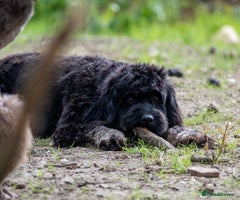 Cavapoo dogs - Advert 3