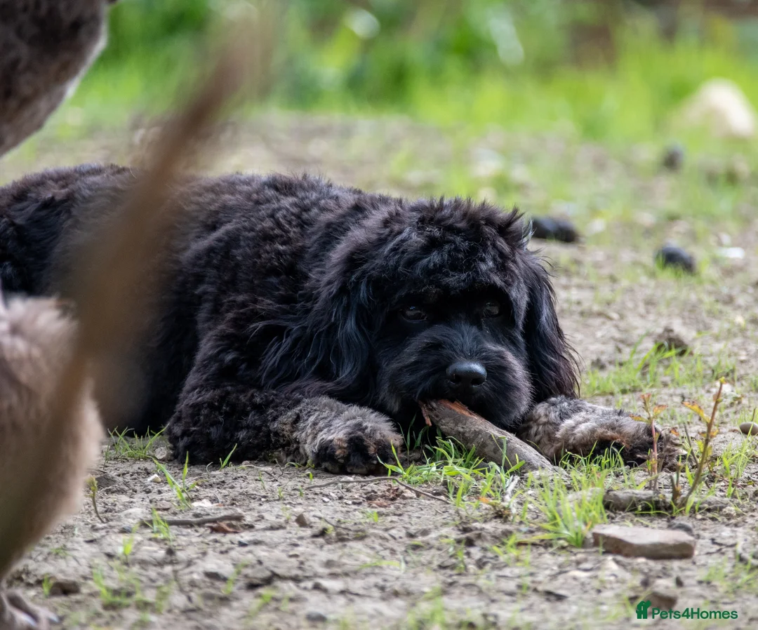 Cavapoo dogs for sale: F1B Cavapoo - 2 puppies left  - Advert 3