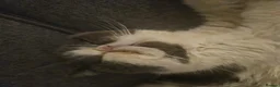 Exotic cats for sale: Exotic shorthair adult cat - Advert 7